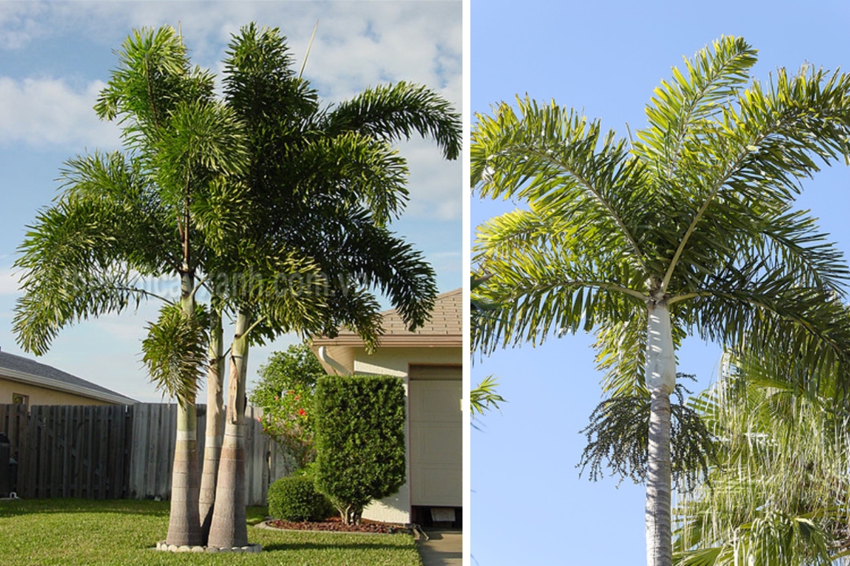 Cây cau đuôi chồn