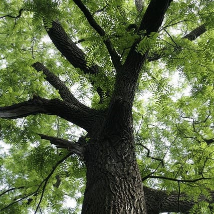 Gỗ mun hoa là gỗ gì? Tìm hiểu về đặc điểm, phân loại, giá trị của gỗ mun hoa