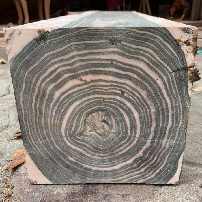 Gỗ mun hoa là gỗ gì? Tìm hiểu về đặc điểm, phân loại, giá trị của gỗ mun hoa