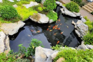 Mẫu thiết kế hồ cá koi đẹp, hiện đại, ấn tượng