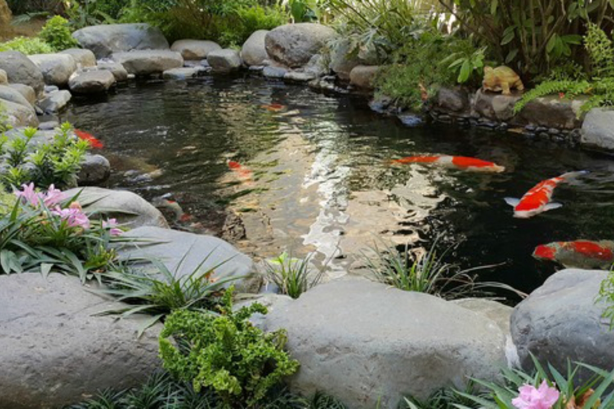 Mẫu thiết kế hồ cá koi đẹp, hiện đại, ấn tượng