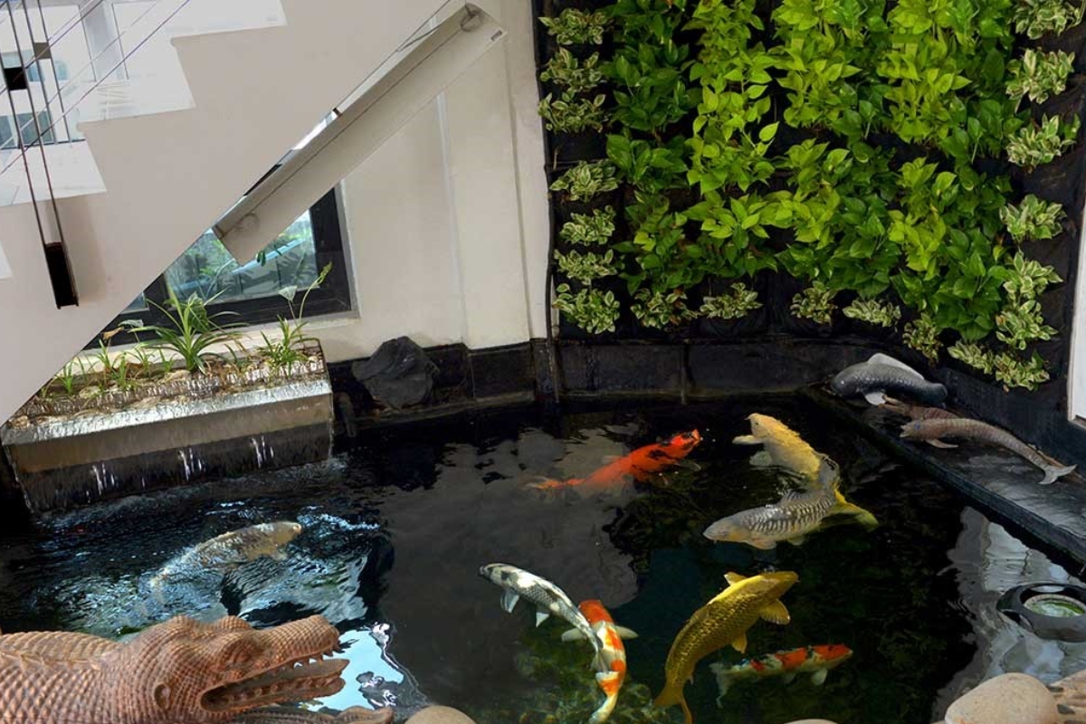 Mẫu thiết kế hồ cá koi đẹp, hiện đại, ấn tượng