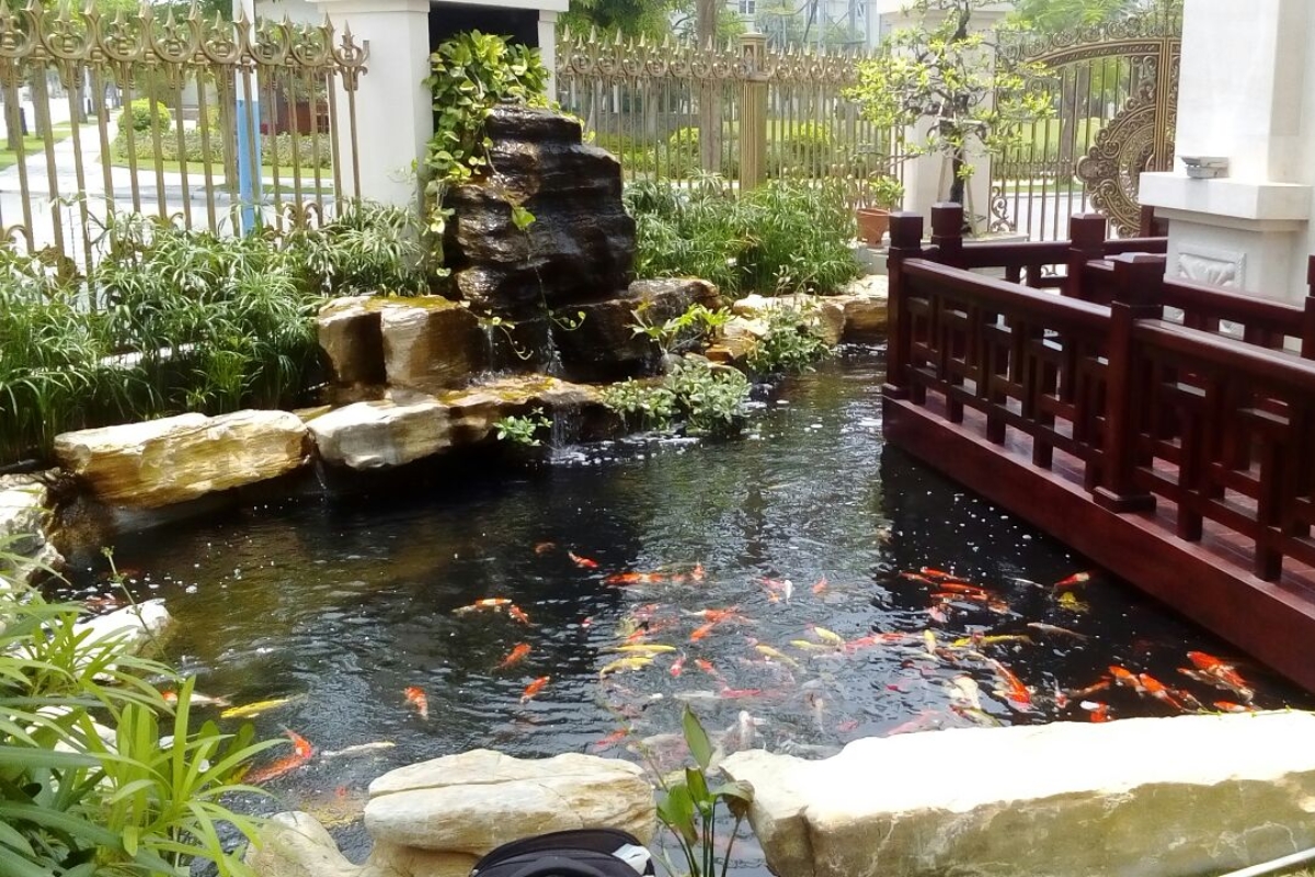 Mẫu thiết kế hồ cá koi đẹp, hiện đại, ấn tượng
